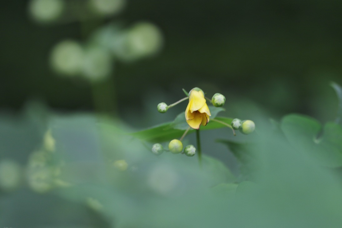 天涯の花 キレンゲショウマ そよ風のつぶやき 天涯の花 キレンゲショウマ そよ風のつぶやき
