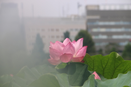 上野不忍池、蓮の花・・・１_c0075701_06572452.jpg