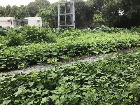 e0270403_11503790.jpg