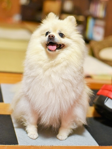 名誉のために_d0360206_00171031.jpg