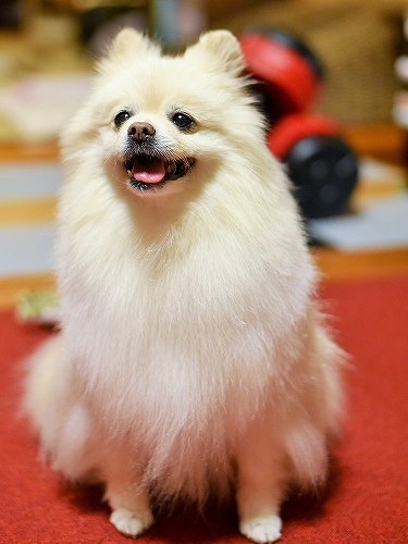 名誉のために_d0360206_00174323.jpg