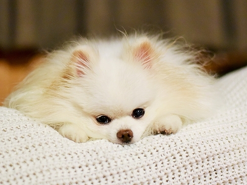 怒涛の如き一月でした_d0360206_23242546.jpg