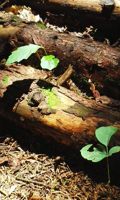 ２０１７年８月５日（土）　（札幌市南区）荒巻山林　枝打ち_c0173813_00260131.jpg