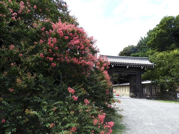 京都御苑　夏_e0048413_21235204.jpg