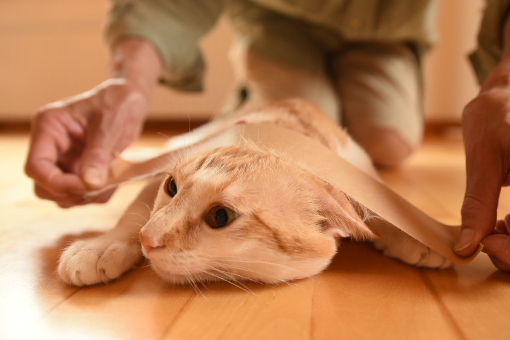 ぺたぺた_b0259218_03361709.jpg