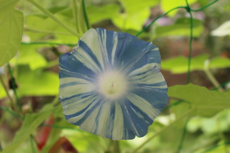 咲きました あさがお テクテク歩こう