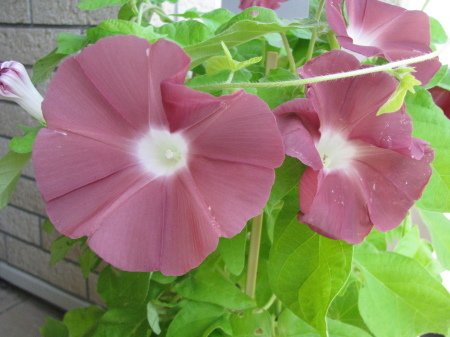 咲きました あさがお テクテク歩こう