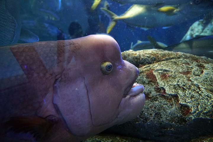 2017年7月25日 鳥羽水族館_c0188434_23390372.jpg