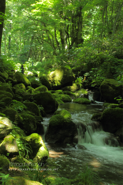 #水の山の「麓」に行ってきた②**もののけの森_b0197639_21122381.jpg