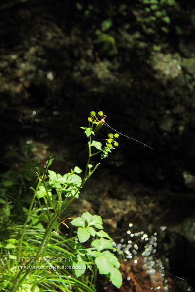 #水の山の「麓」に行ってきた③**清らかな花々_b0197639_21450384.jpg