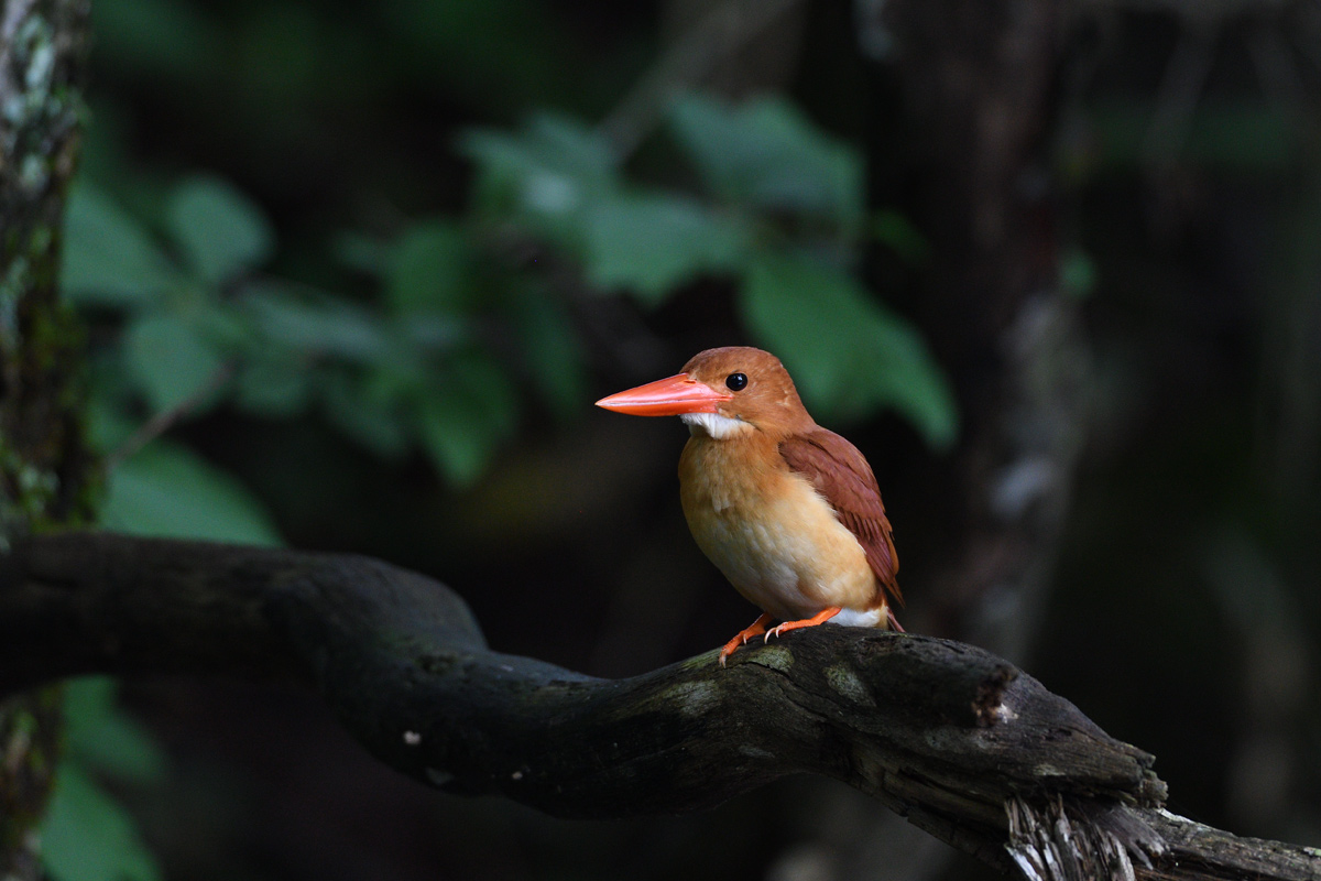 実は 地元のアカショウビンは 鳥 撮り トリミング 実は 地元のアカショウビンは 鳥 撮り トリミング
