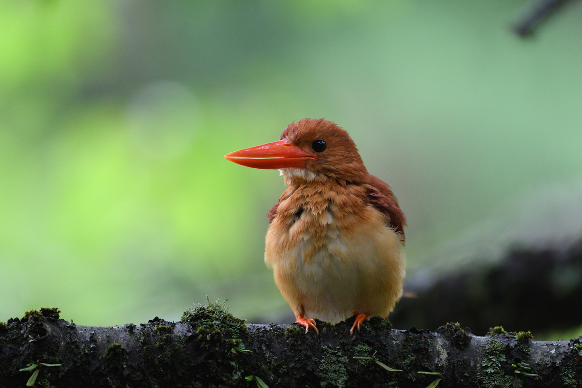 実は 地元のアカショウビンは 鳥 撮り トリミング 実は 地元のアカショウビンは 鳥 撮り トリミング