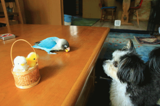 c0145250_08530851.gif