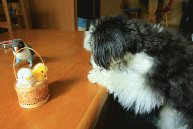 c0145250_08532365.gif