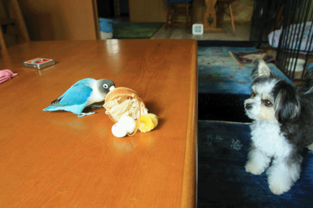 c0145250_08533150.gif