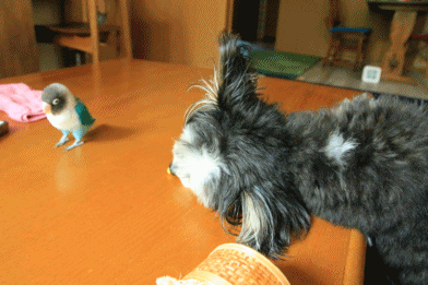 c0145250_08533483.gif