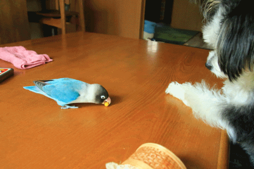 c0145250_08534077.gif