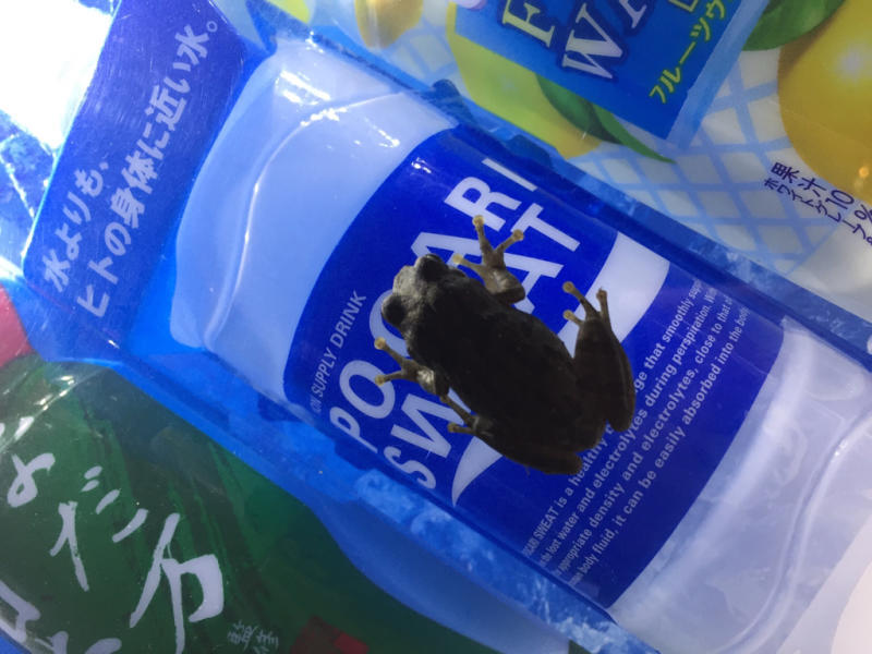 【 笑 】キャッチコピーカエル_b0008655_00461084.jpg