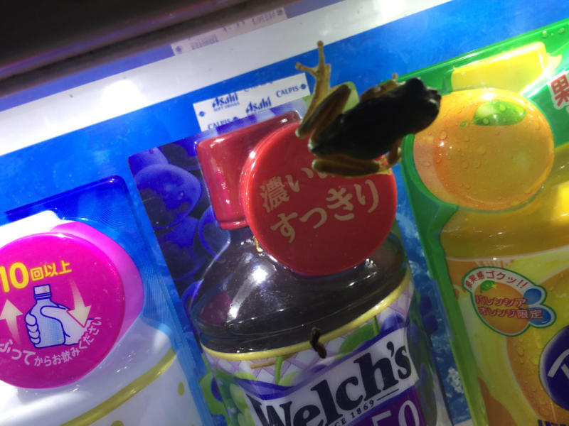 【 笑 】キャッチコピーカエル_b0008655_00461095.jpg