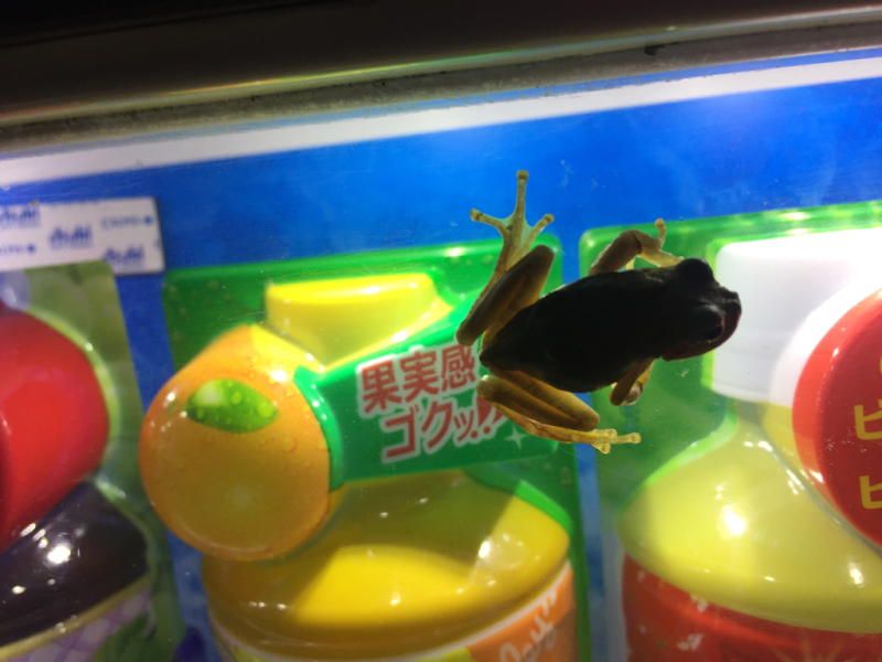 【 笑 】キャッチコピーカエル_b0008655_00461165.jpg