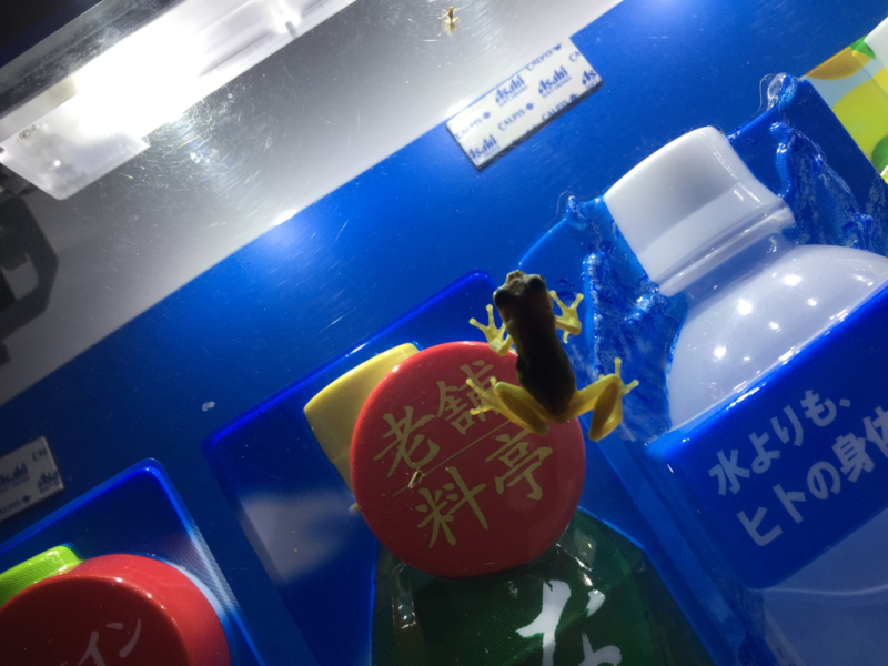【 笑 】キャッチコピーカエル_b0008655_00461255.jpg
