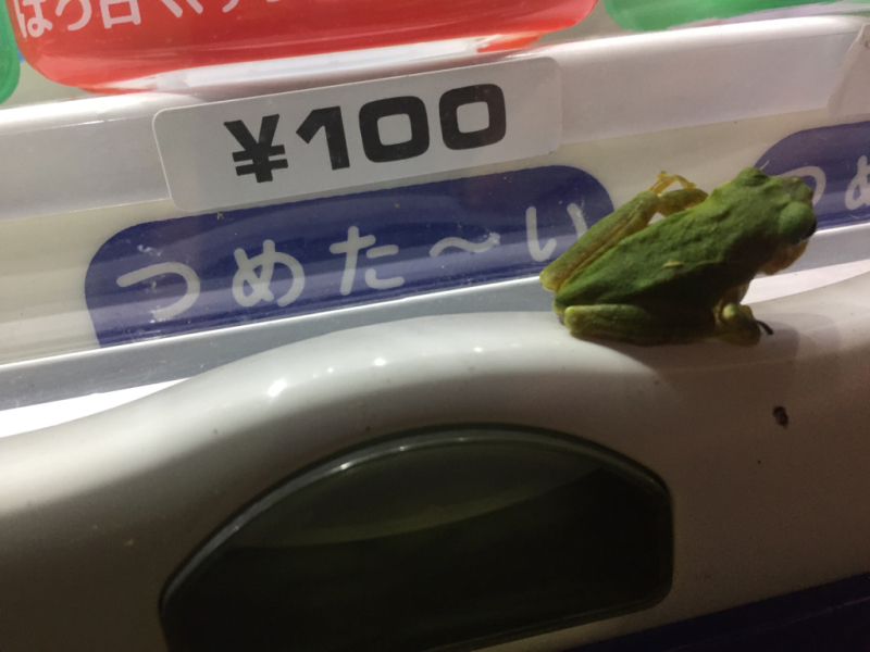 【 笑 】キャッチコピーカエル_b0008655_00461299.jpg