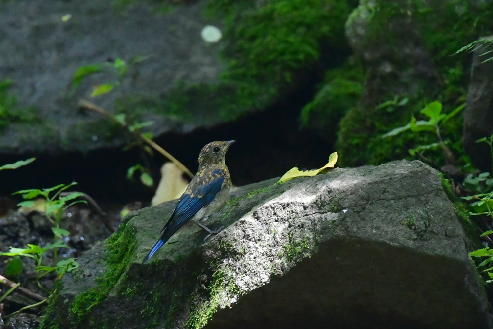 オオルリ幼鳥 その他の幼鳥_f0053272_17410398.jpg