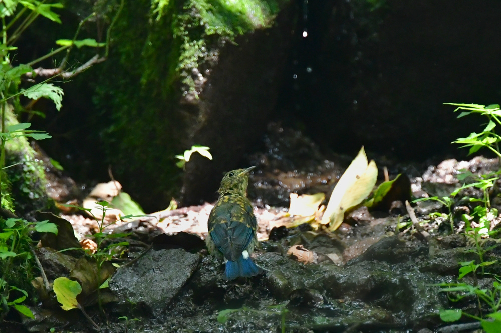 オオルリ幼鳥 その他の幼鳥_f0053272_17432130.jpg
