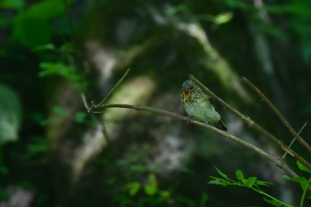 オオルリ幼鳥 その他の幼鳥_f0053272_18213972.jpg