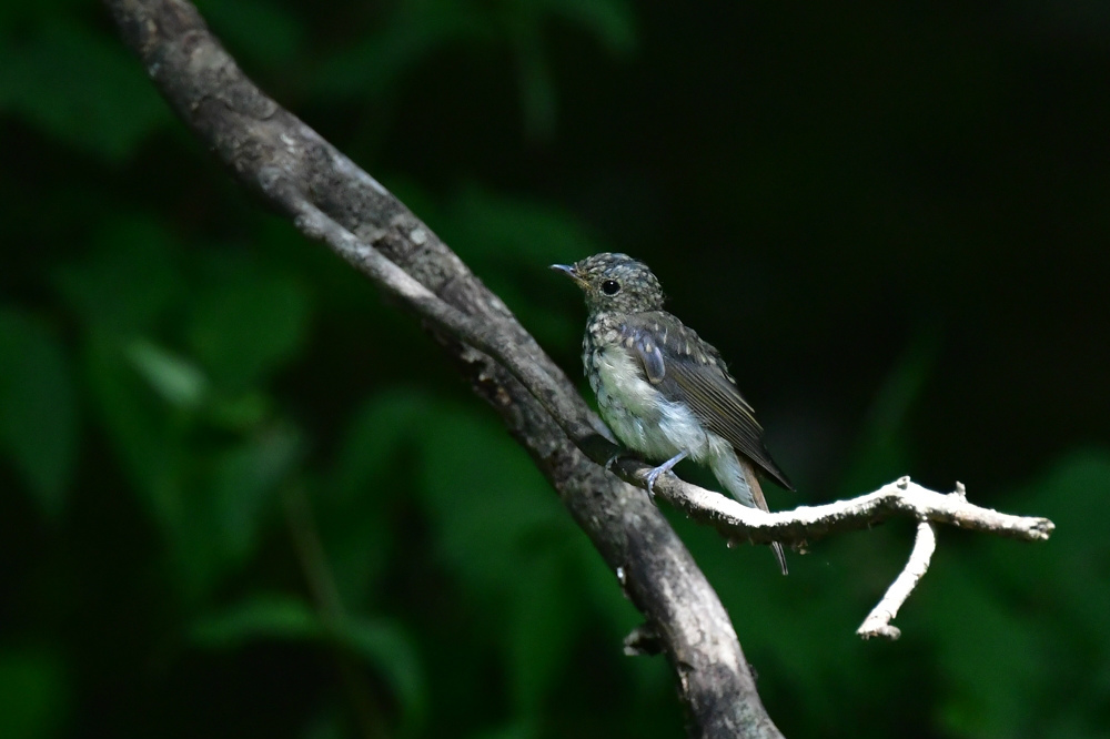 オオルリ幼鳥 その他の幼鳥_f0053272_18220533.jpg