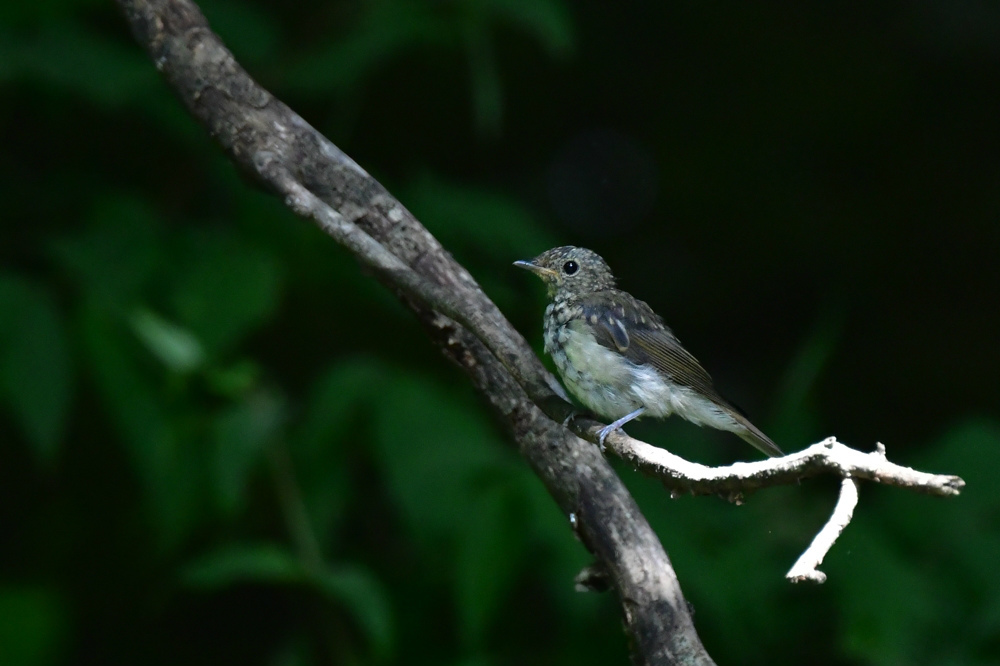 オオルリ幼鳥 その他の幼鳥_f0053272_18221088.jpg