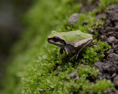 涼しさ実感のアマガエル_b0227680_19594805.jpg