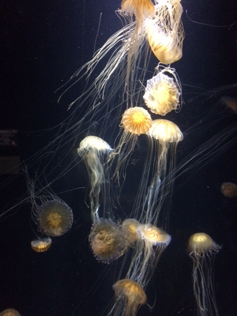 加茂水族館へ行く_e0094589_11461271.jpg