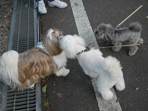 c0090198_1715133.jpg