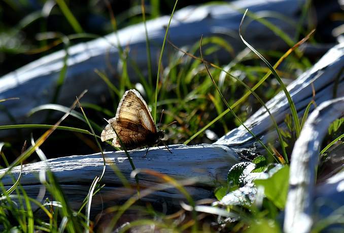 高山蝶を求めて タカネヒカゲ : 旅のかほり