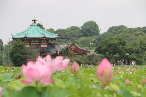 上野不忍池、蓮の花・・・４_c0075701_06402062.jpg