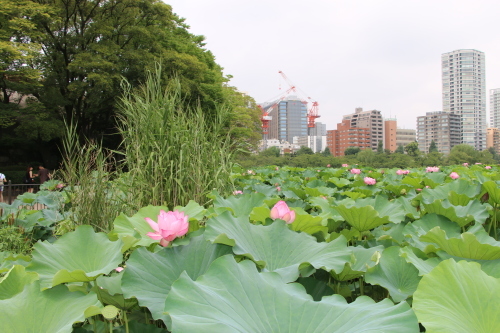 上野不忍池、蓮の花・・・５_c0075701_06454791.jpg