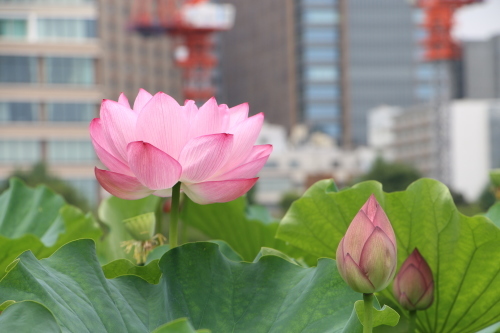 上野不忍池、蓮の花・・・５_c0075701_06463166.jpg