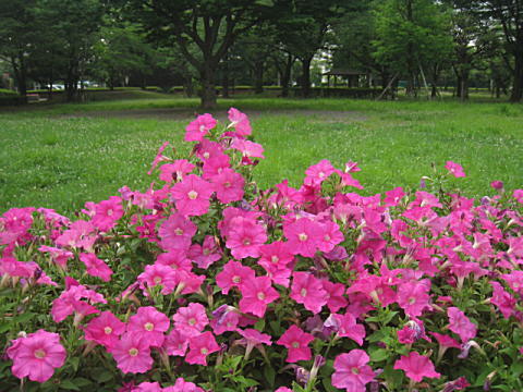 d0046702_07351429.jpg