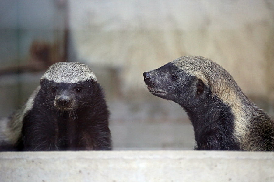 ラーテルは蜂蜜が好き 動物園放浪記 ラーテルは蜂蜜が好き 動物園放浪記