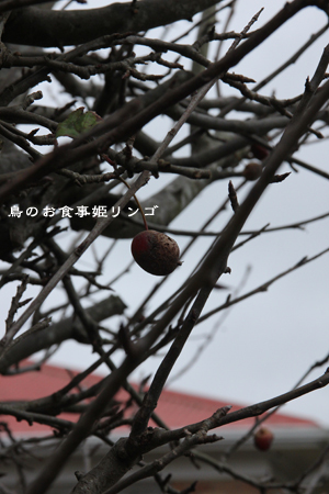 d0042827_20104304.jpg