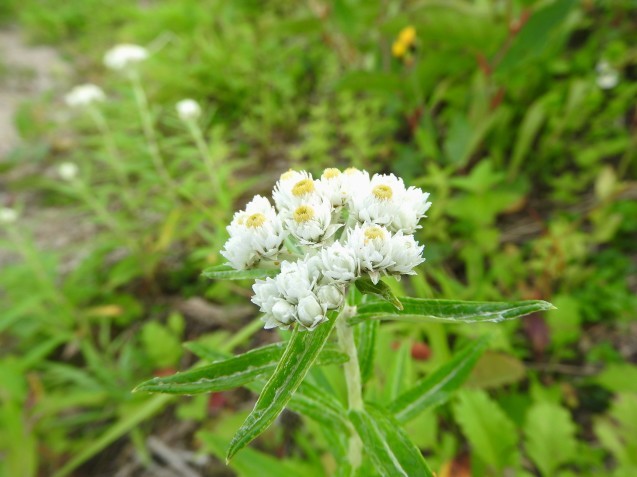 飯豊・花編_f0118332_17211305.jpg