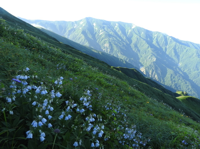 飯豊・花編_f0118332_17222722.jpg