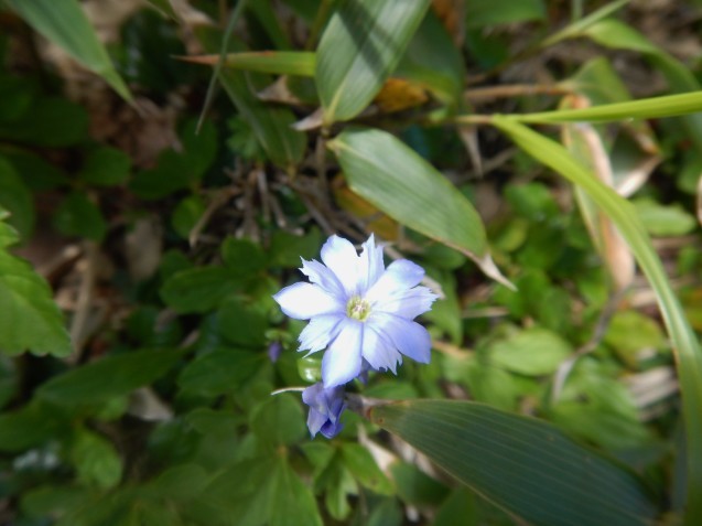 飯豊・花編_f0118332_17240590.jpg