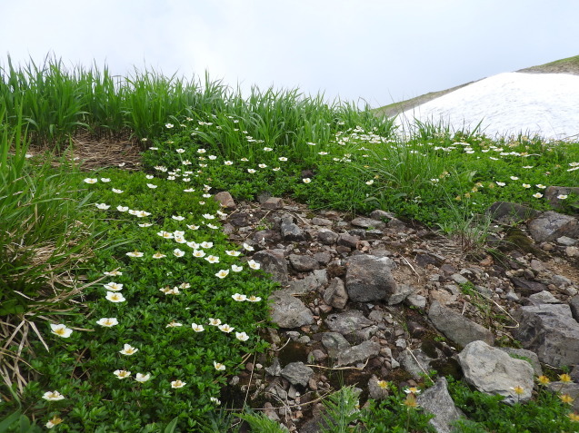 飯豊・花編_f0118332_17243610.jpg