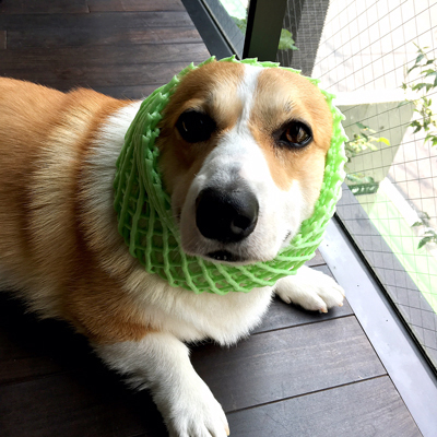 ちょうどいいのみぃつけた_f0035333_16254451.jpg