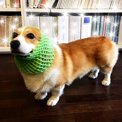ちょうどいいのみぃつけた_f0035333_16254523.jpg
