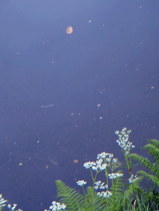 e0371039_8492470.gif