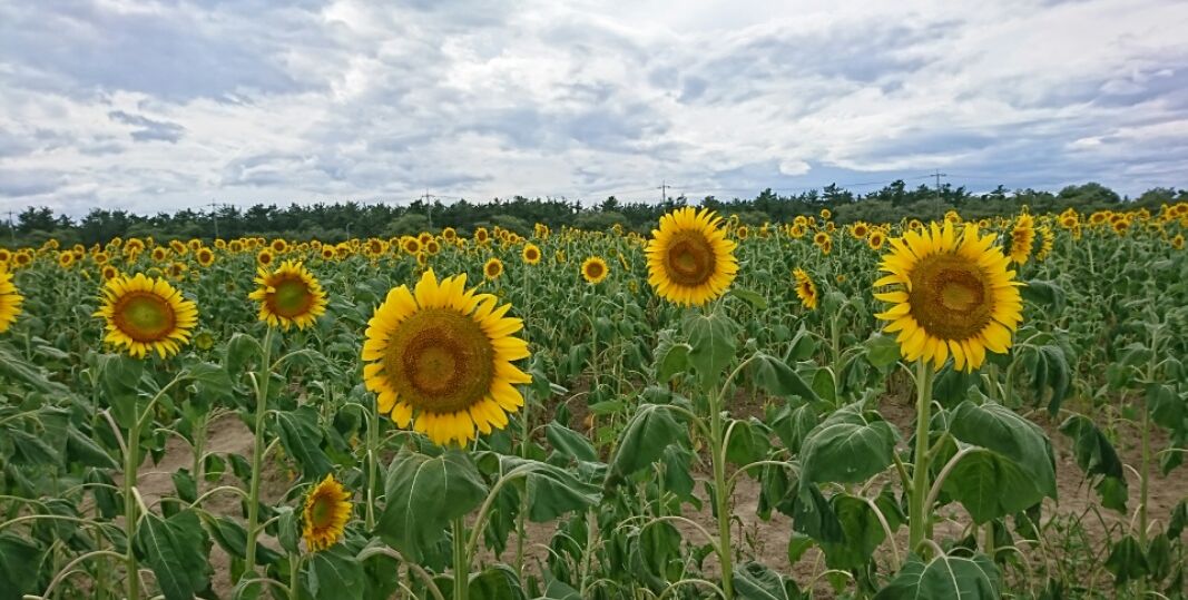 秋田ニューバイオファーム_f0081443_222206.jpg