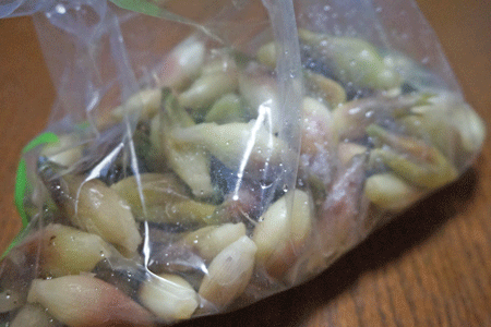 茗荷_a0221044_01272506.gif